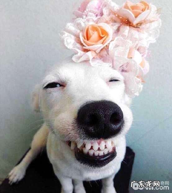 小狗能活多少年?能人能活多久?