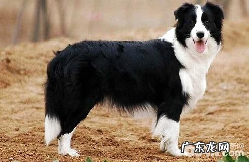 边境牧羊犬应当怎么养?好养吗?