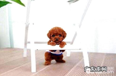 小泰迪和vip一样吗?区别在哪儿?