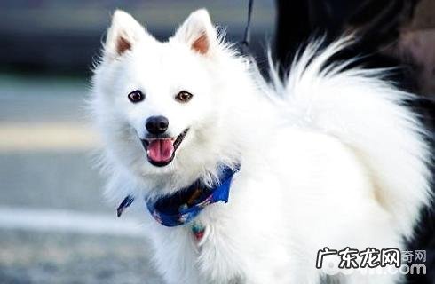 狐狸犬和小狐狸长的像吗？