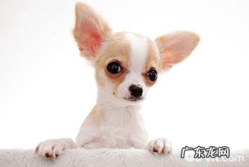 吉娃娃异味该怎么办？吉娃娃体臭的原因有什么？