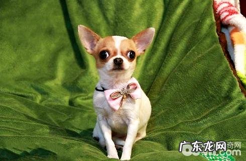 吉娃娃合适吃啥？