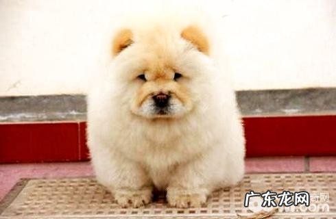 松狮狗是大型狗吗?