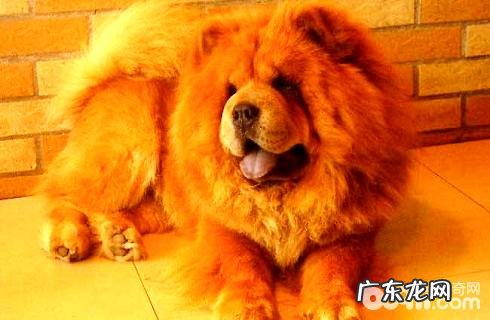 松狮狗是大型狗吗?