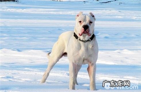 杜高犬好养吗？智力如何？