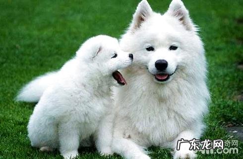 你仍在把银狐犬叫成萨摩耶吗?