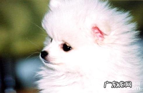 日本银狐犬非常容易养吗？