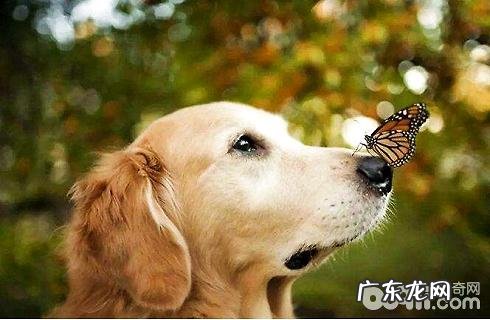 狗的一辈子能人能活多久?