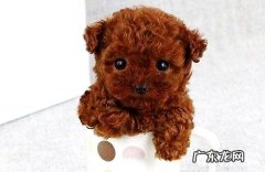 茶杯泰迪犬好养吗？