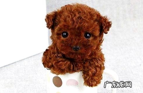 茶杯泰迪犬好养吗？