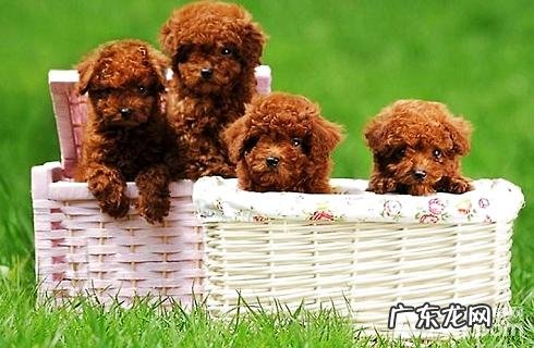 茶杯泰迪犬好养吗？