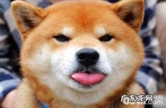 柴犬和秋田犬，你更喜欢哪一个？