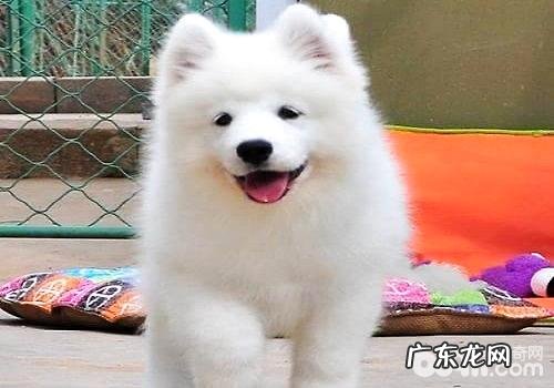 萨摩耶幼犬如何选择？萨摩耶幼犬选择