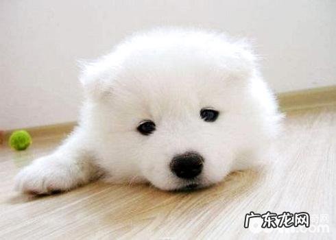 萨摩耶幼犬如何选择？萨摩耶幼犬选择