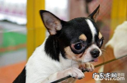 吉娃娃饲养必须留意什么?