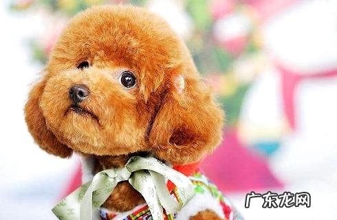 泰迪犬在家里如何洗护品?