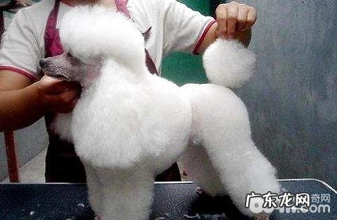 泰迪犬在家里如何洗护品?