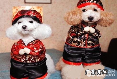 遛猫遛狗应当注意什么?冬季如何遛猫遛狗?