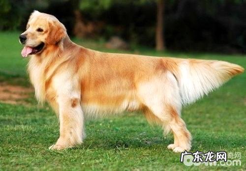 宠物犬有哪些种类？最放心的宠物犬强烈推荐