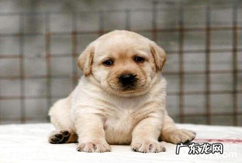 宠物犬有哪些种类？最放心的宠物犬强烈推荐