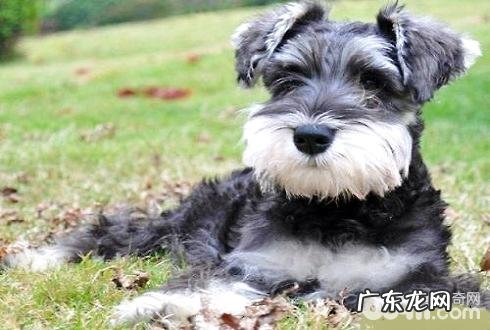 宠物犬有哪些种类?最放心的宠物犬强烈推荐