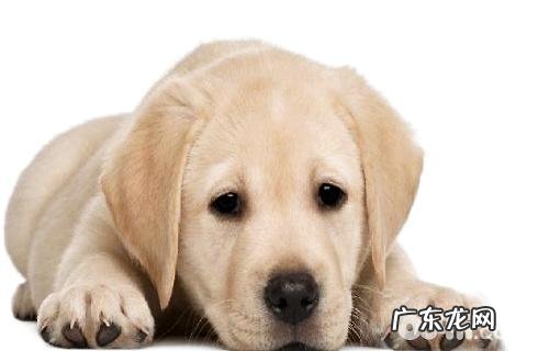 金毛的性格有哪些特性？