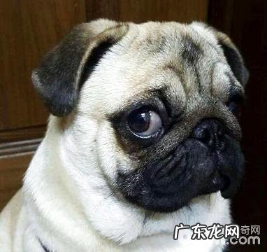 八哥狗怎么样养？八哥狗喂养常见问题