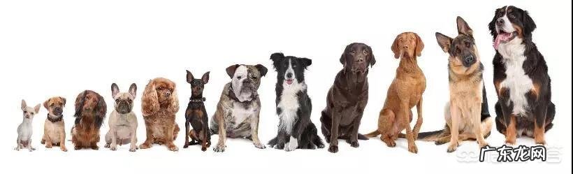 什么狗狗最听话,最好养?