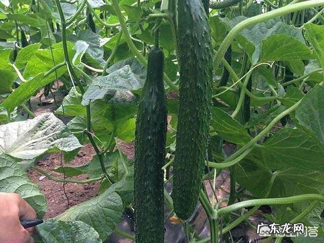 坚持吃一个月黄瓜对身体有哪些好处？