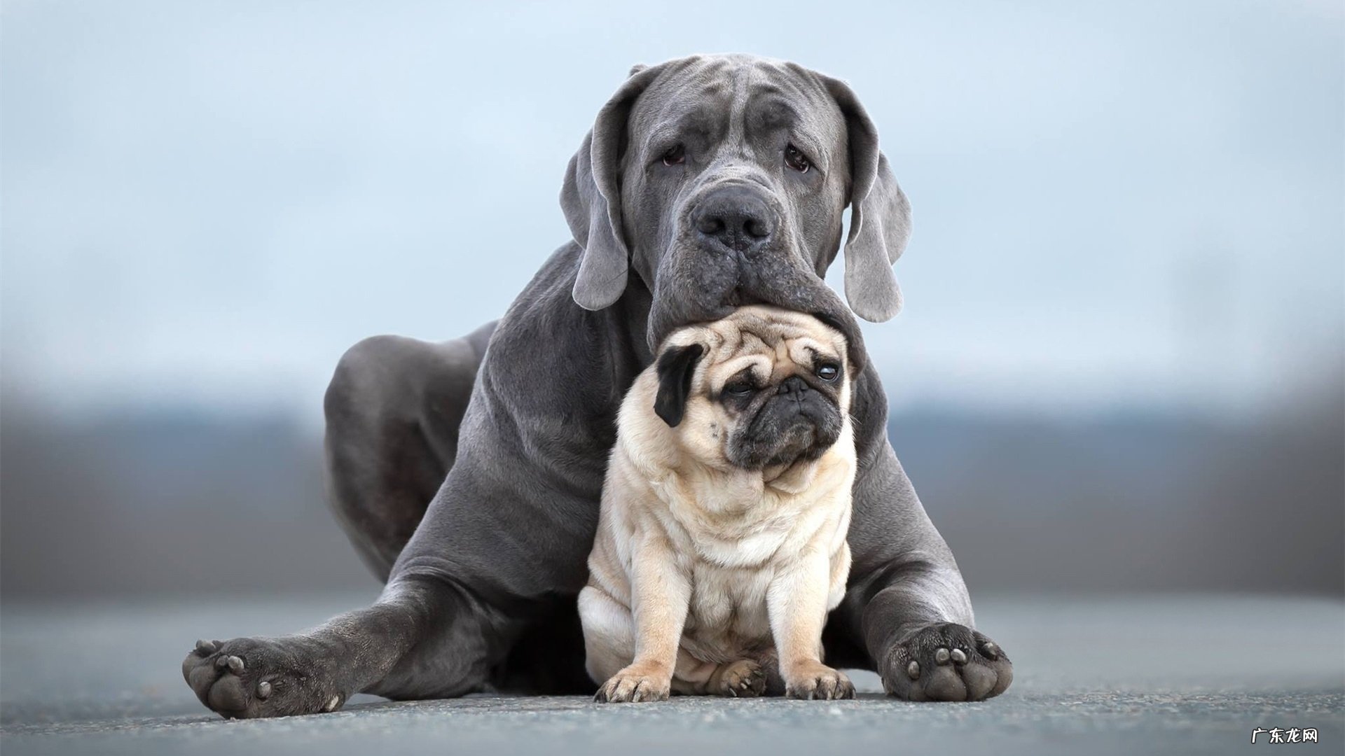 军校要求什么样的体质?如果军校体检不达标还能返过来报警校吗?
