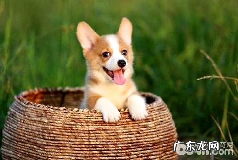 柯基犬好养吗？柯基犬喂养常见问题