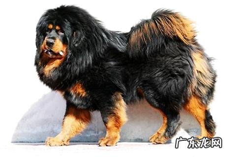 猎犬品种有什么?猎犬排名第一是啥犬