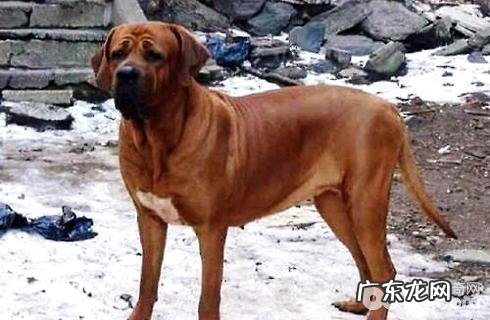 猎犬品种有什么?猎犬排名第一是啥犬