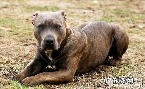 猎犬品种有什么?猎犬排名第一是啥犬