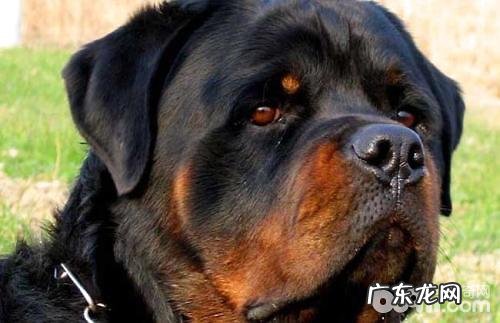 猎犬品种有什么?猎犬排名第一是啥犬