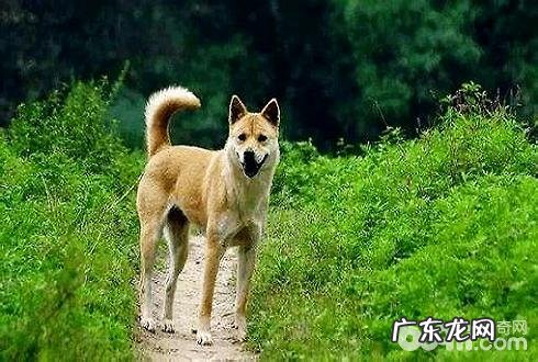 小土狗多少钱一只？土狗价格汇总