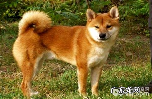 小土狗多少钱一只？土狗价格汇总