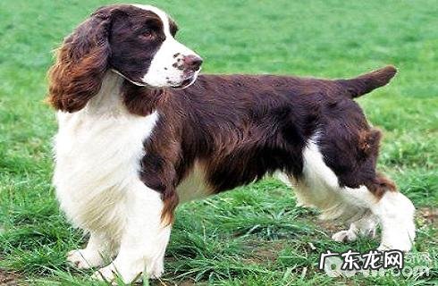 英国跳猎犬多少钱一只?英国跳猎犬价钱