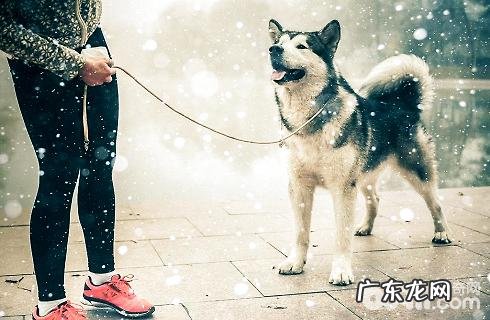 阿拉斯加犬是否尤其怂？