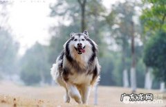 阿拉斯加犬是否尤其怂？