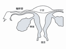 产后六个月怎样防止过度肥胖?做好哪几点可以跟大肚腩说再见?