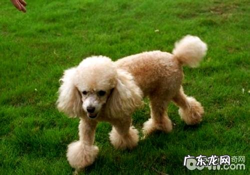 合适家里养的小型狗有什么?合适家里养的小型狗强烈推荐