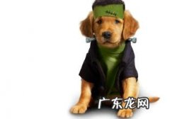 狗粮怎么选？犬粮选择方法