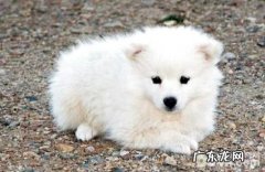 爱斯基摩犬价格是多少？爱斯基摩犬价钱汇总