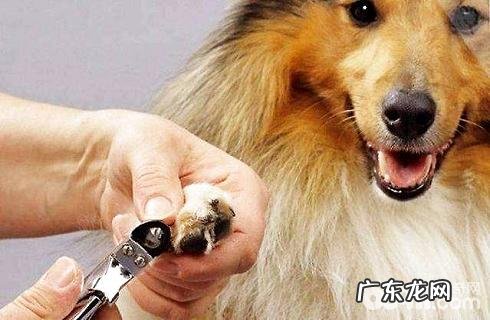 犬瘟热以后再养宠物要该怎么办?