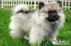 荷兰毛狮犬好养吗？荷兰毛狮犬喂养