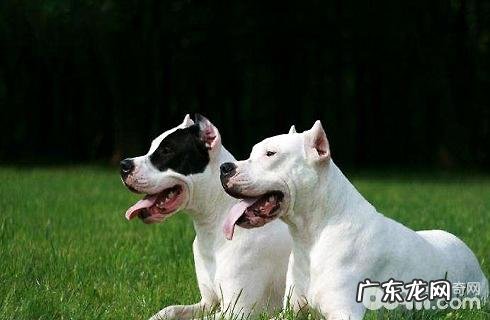 杜高犬的好脾气吗？性子差吗？