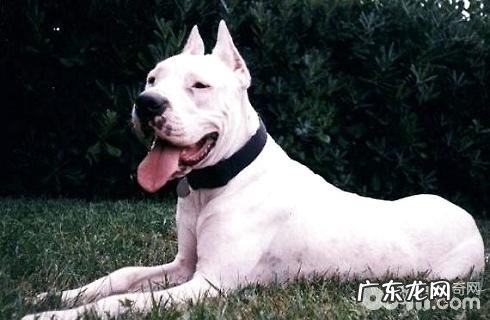 杜高犬的好脾气吗？性子差吗？