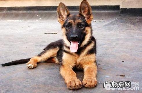 德国牧羊犬幼狗价钱？德国牧羊犬幼狗要多少钱