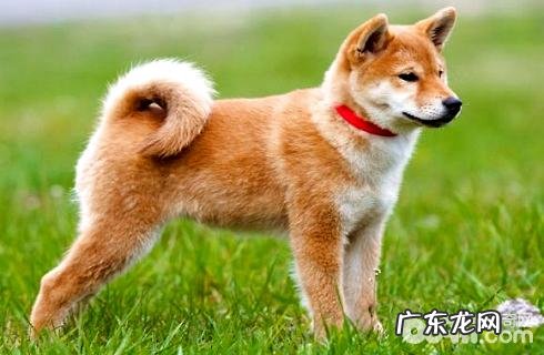 秋田犬怎样喂养?好养吗?